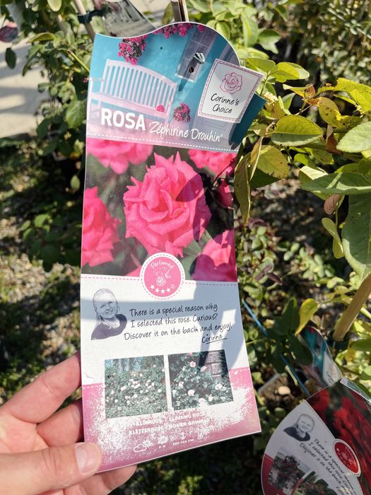 Розы вьющиеся в продаже