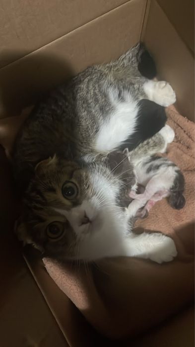 отдам даром котята