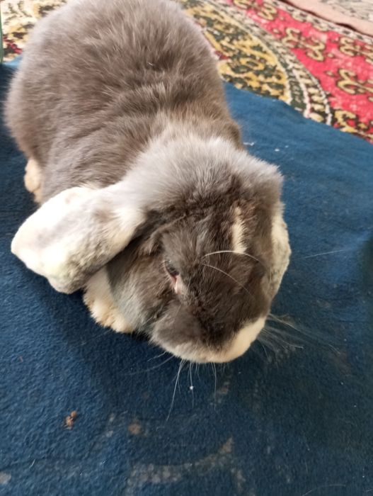 quyon французский baran