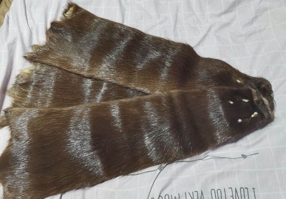 Продается  шкура андатры.