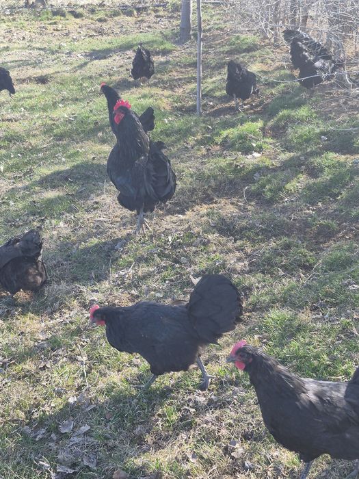 Găini australop cauta alta casa