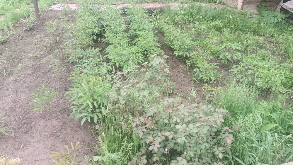 Пионы молодые Кустики и есть Огромные кусты