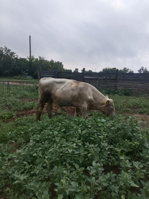 продам 2 быка, и одну телку