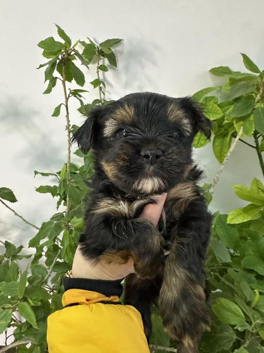 Йоркширски териер