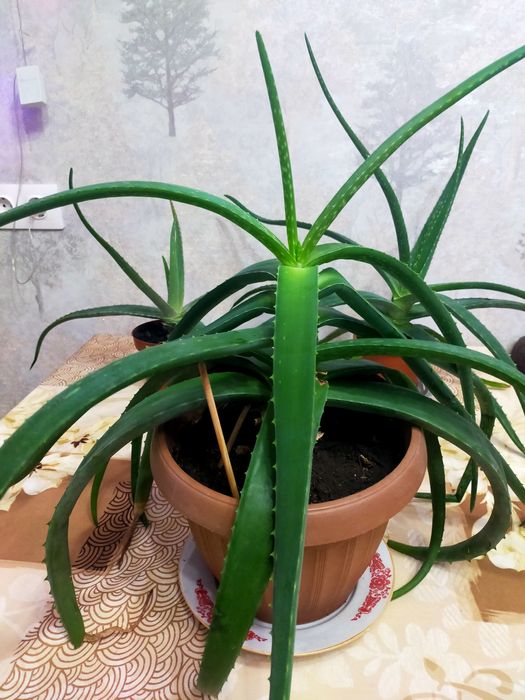 Комнатные цветы НЕДОРОГО