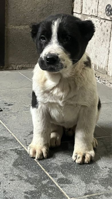 Продажа щенки Алабай САО