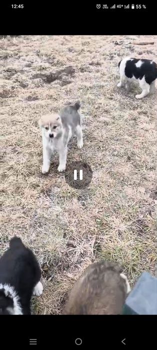 Щенков Алабая, привитые.