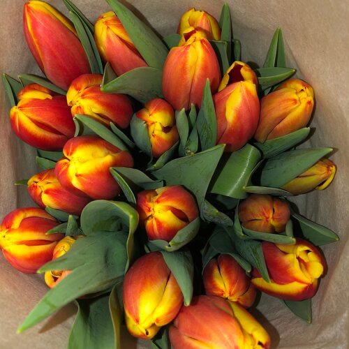 Тюльпаны в наличии