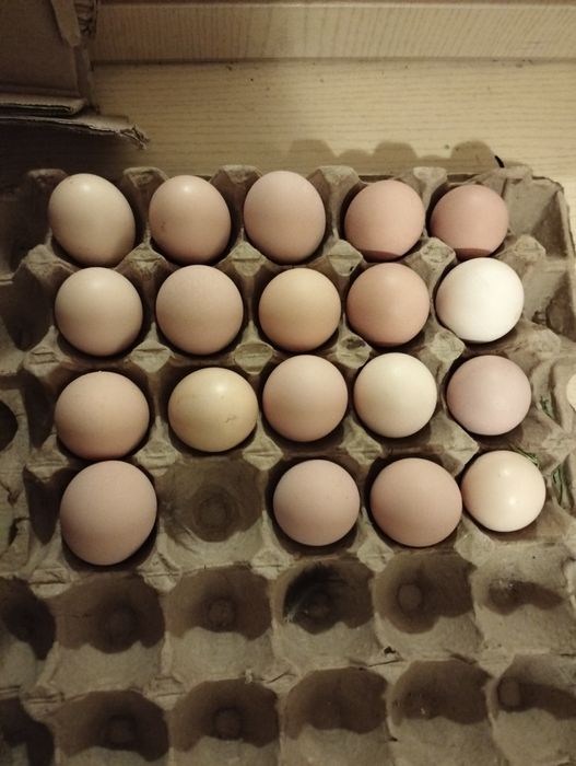 Инкубациялық жұмыртқа (яйца)