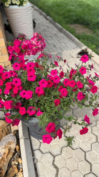 Рассада петунья , бархатцы и тд