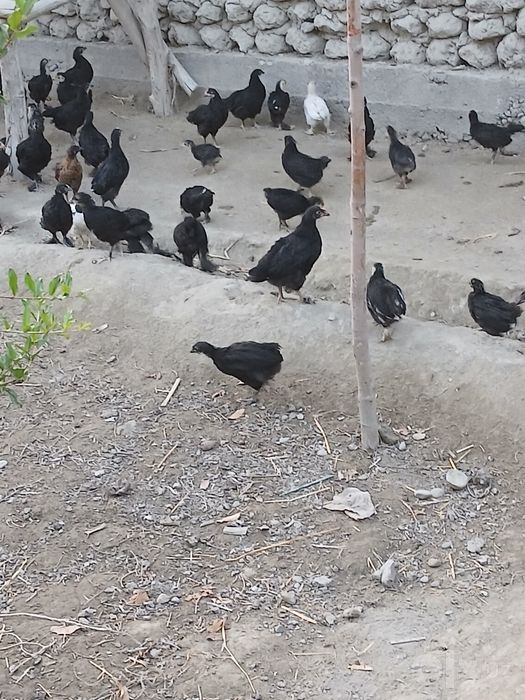 Andijon qora tovuq jo‘jalari hamma vaksinalari bo‘lgan