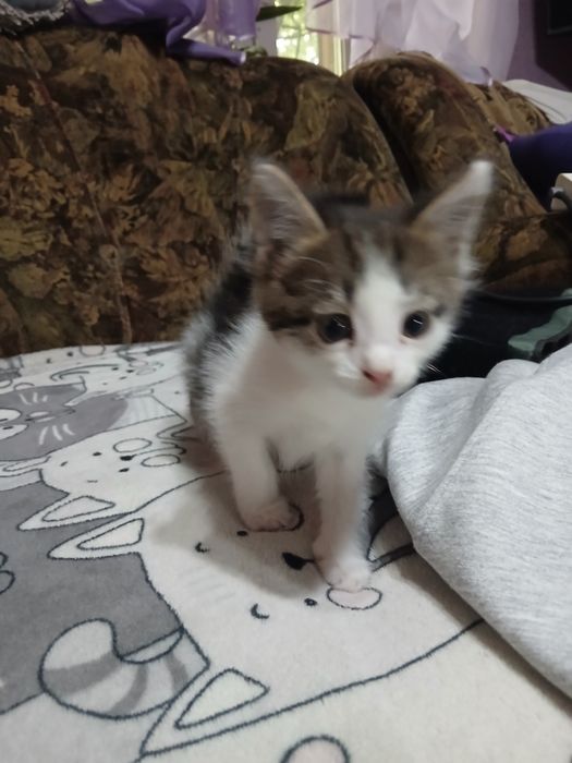 отдам котят в хорошие руки