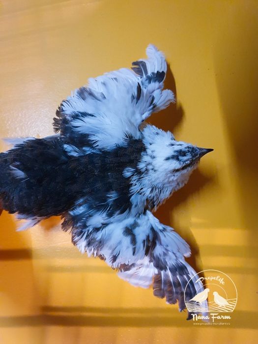 Oua de prepelita pentru incubat !