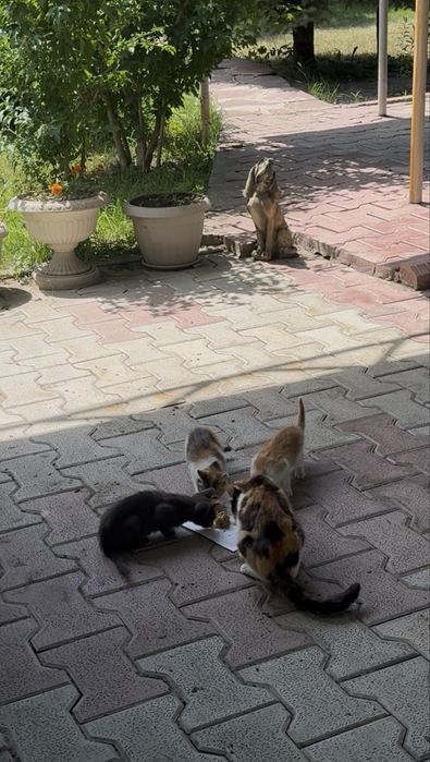 Кошка и 2 котеночка