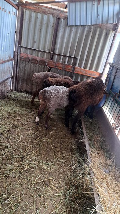 Кой бараны продам