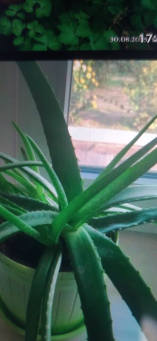 Продам комнатные цветы