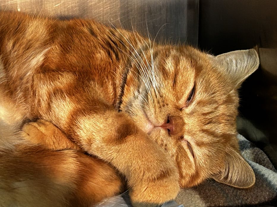 Котик в самые добрые руки