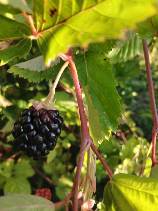 Корени култивирани къпини