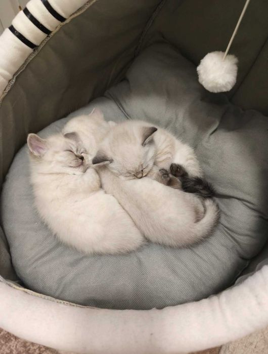 Британски котенца