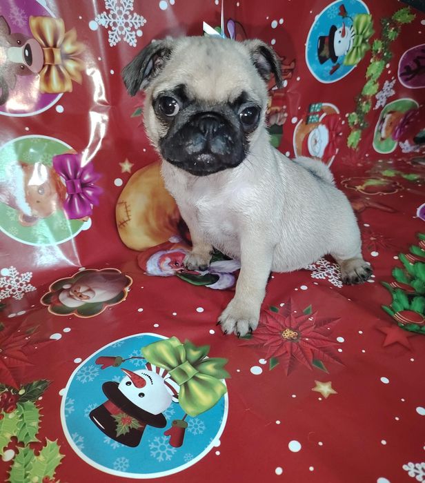 Продам щенка мопса