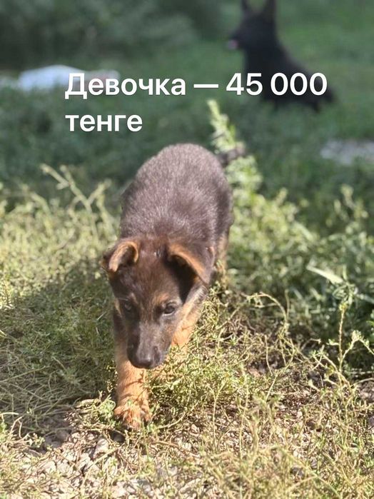 Немецкая овчарка