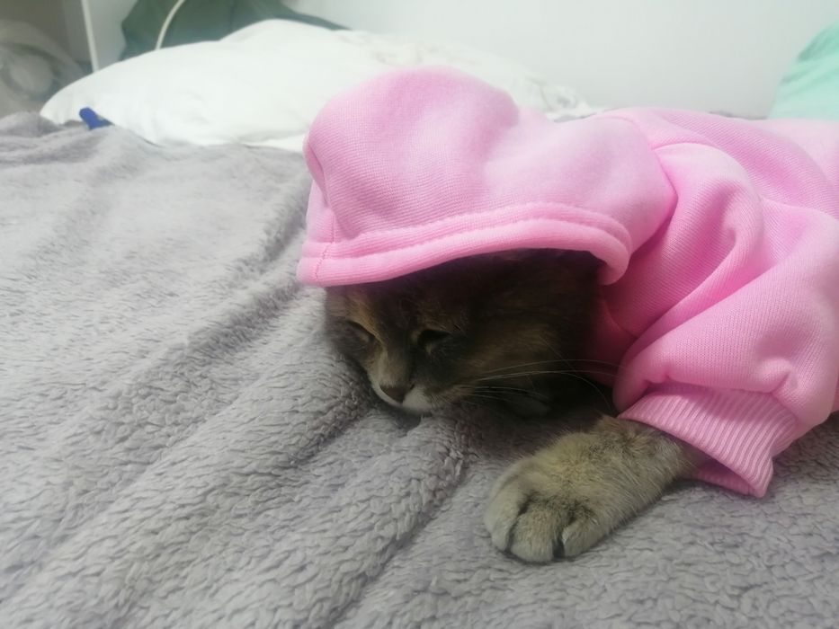 Отдам даром кошку