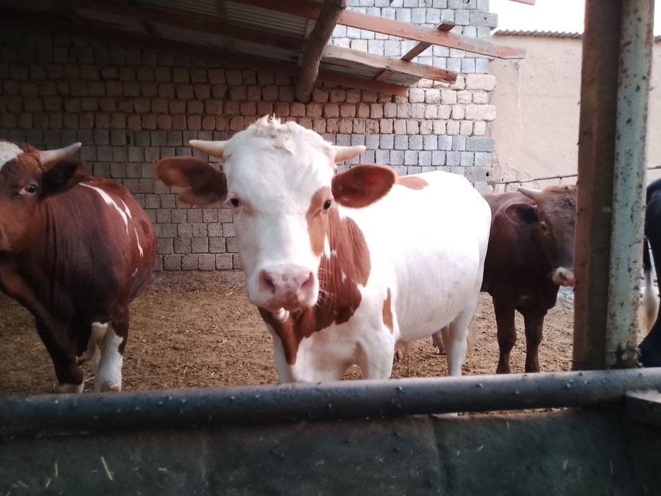 Росиски Горни Алтайдан келтирилган навослар сотилади.