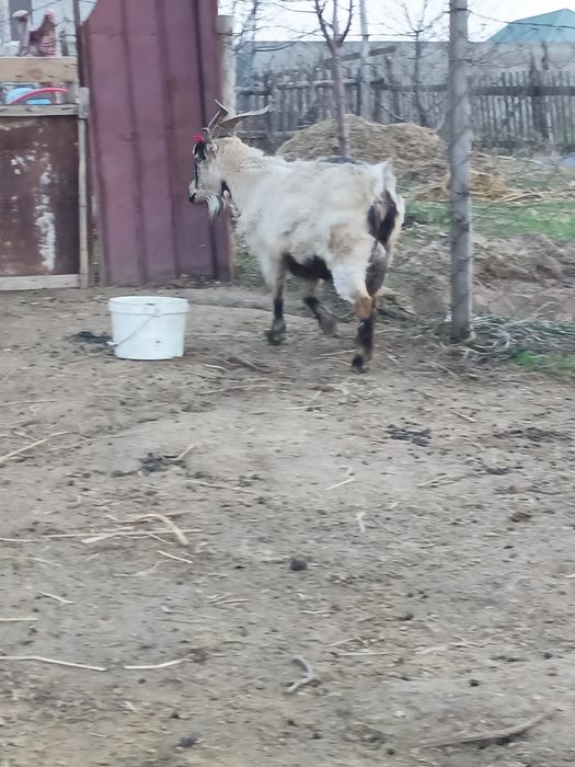 Сауынды ешкі. Тез арада