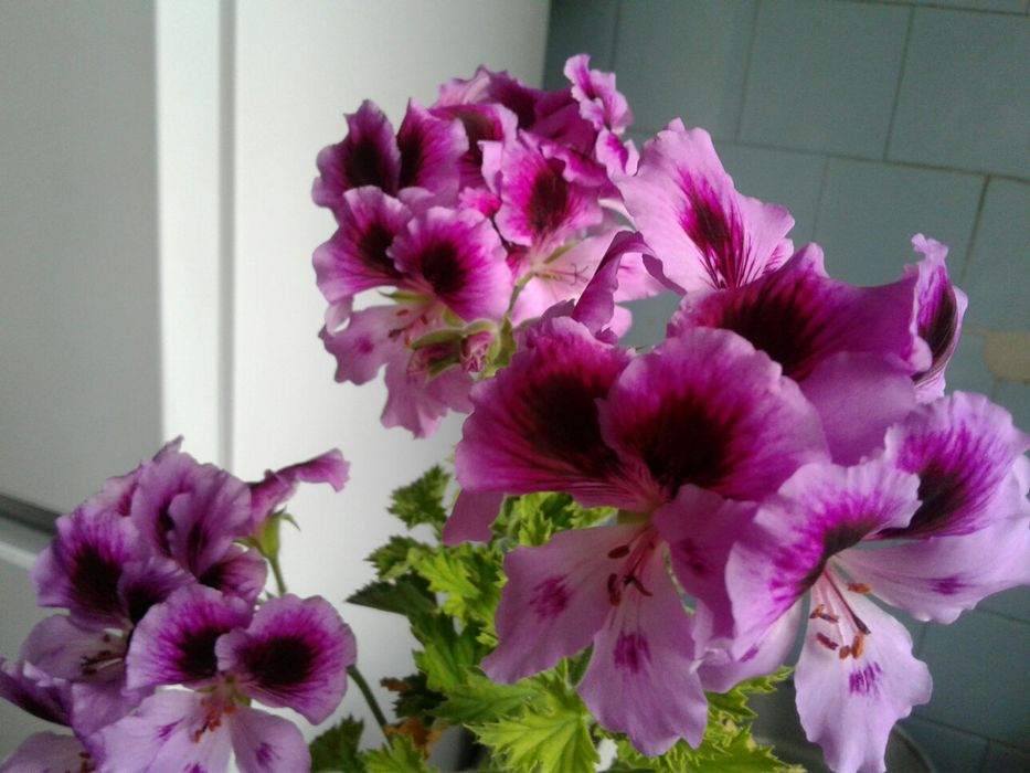 Продам Каланхоэ.Пеларгония,Герань,КОЛЕУС.