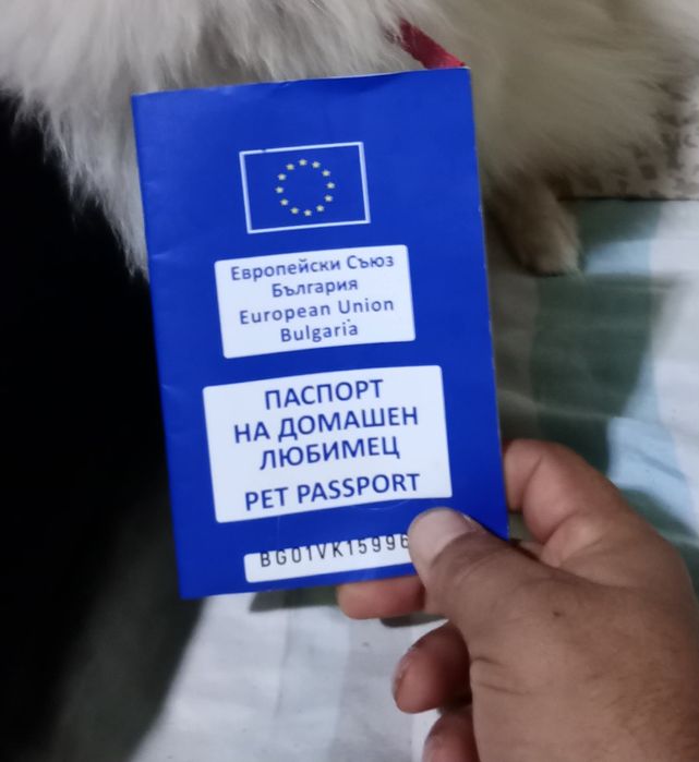 Куче померан 11 месеца