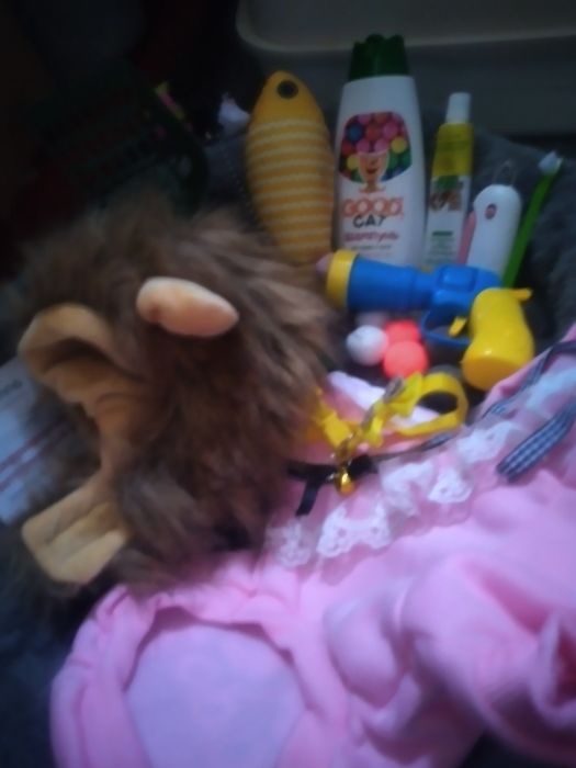 Кошка шотландский