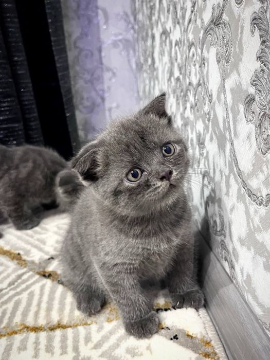 Mushuk Scottish fold