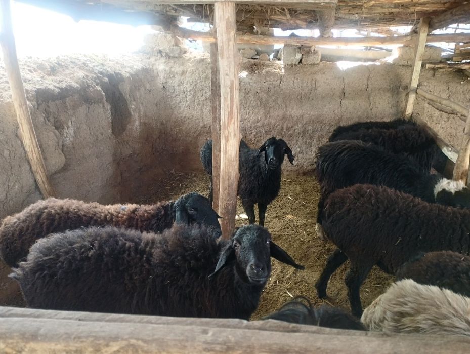 Boʻgʻoz qoʻylar bor ichida qochmiy qoganlariyam bor