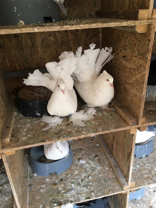 Voltati indieni diferite culori