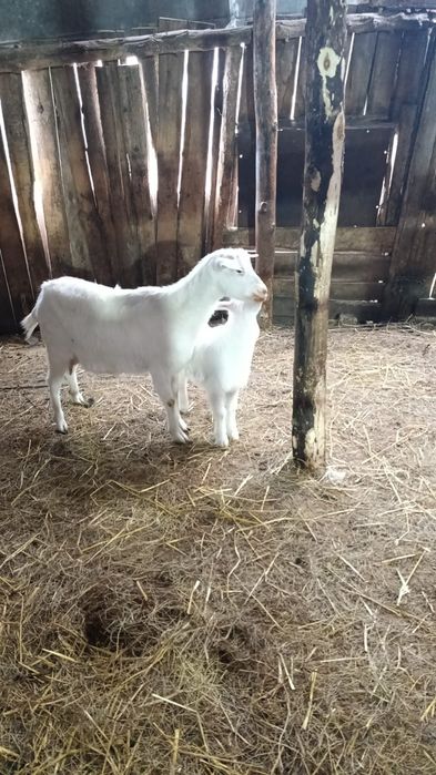 Продам зааненских коз