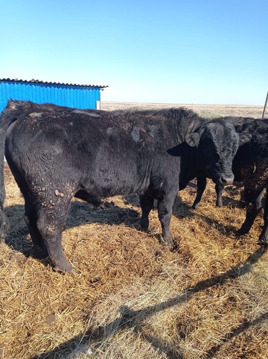 Продам быка 2.5 года