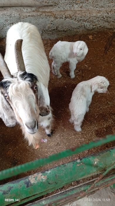 Экиз болали эчки сотилади семиз соглом хонаки сифатли йош хурон зур!!!