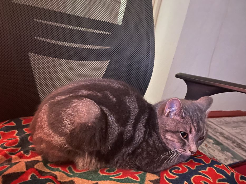 Пропала кошка. Просьба вернуть