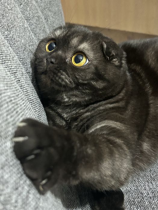 Кошка продается скоттиш фолд