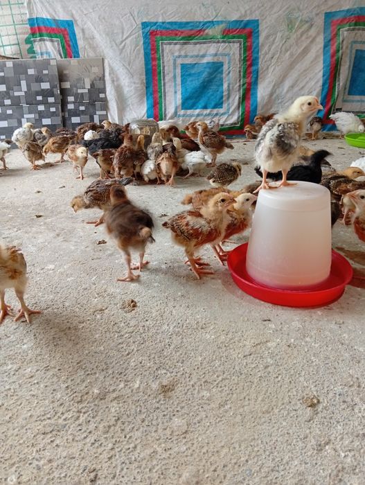 Хан хяп циплята продаются