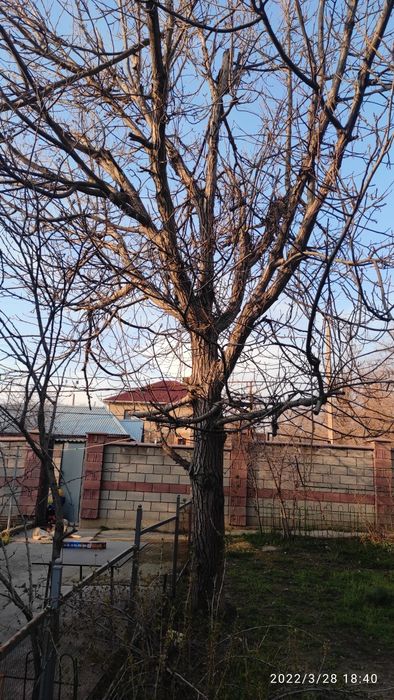 Продам дерево орешину.