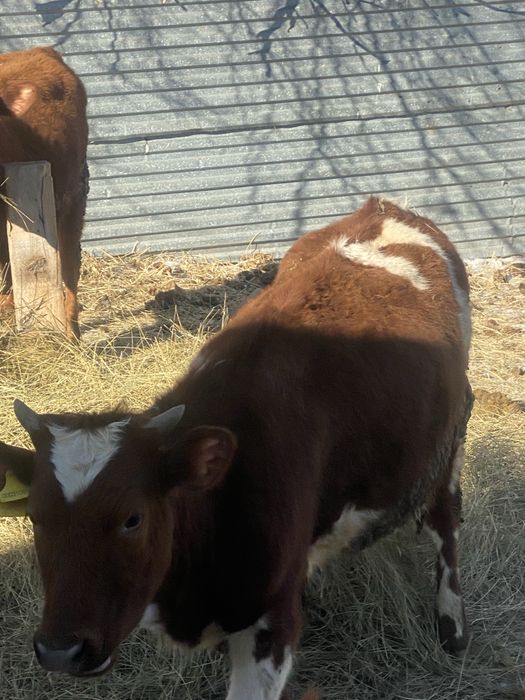 Телка 1.5 не худая