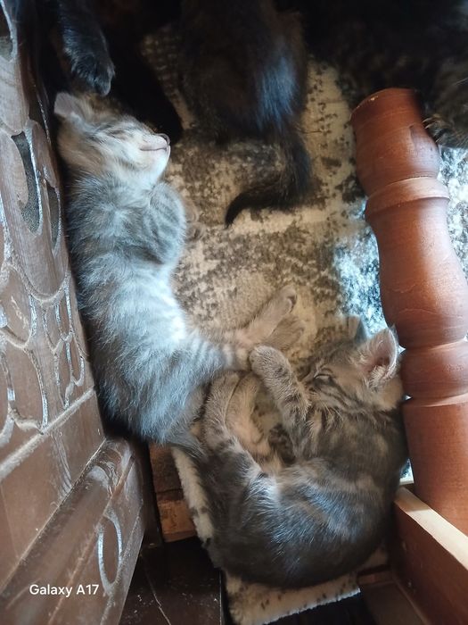 Mushuk bolalari 2 ōğil 2qiz