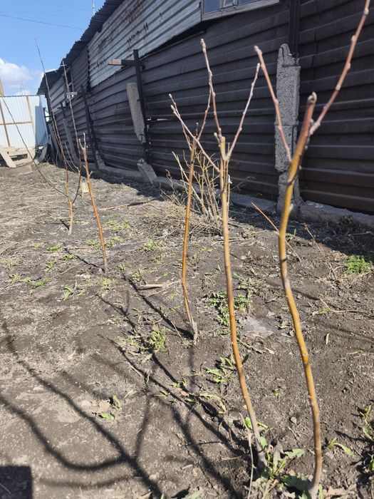 Саженцы яблок местные