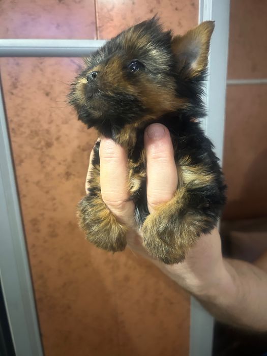 Бебета -йоркширски териер