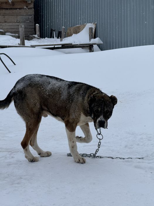 Алабай щенок 2-3 месяца