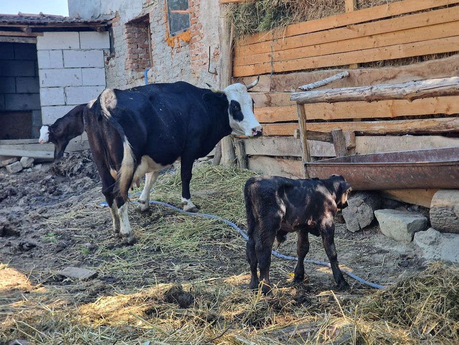 Vând vitel de doua luni jumate un vițel