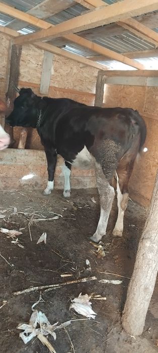 De vânzare 2 văcuțe tinere ,una este la primu vițel si cea dea 2 este la al doilea vițel, amândouă fiind gestante,