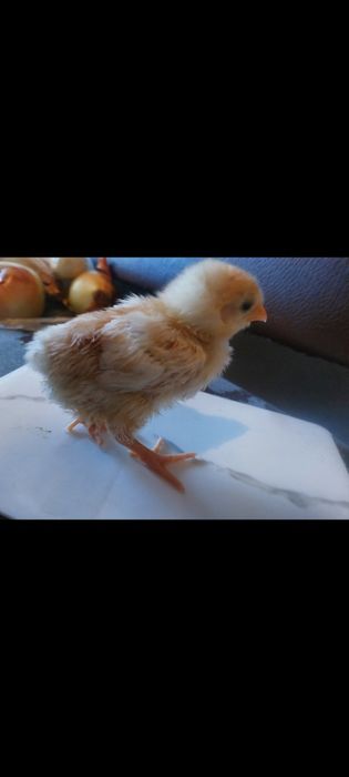 Продам курицу с 20 цыплятами.