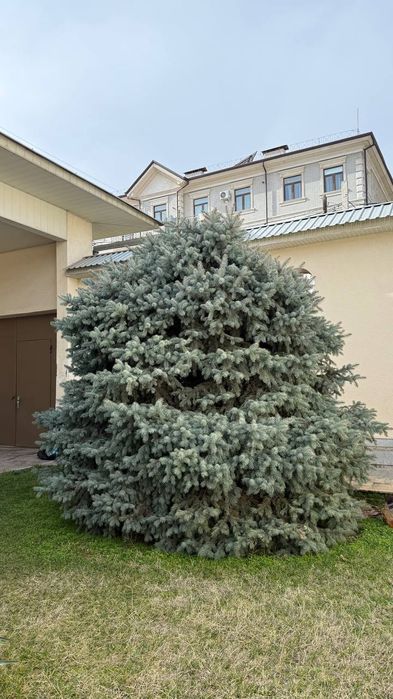 Голубая ель арча 2 ta boyi 3-4 metor narxi opisaniyada